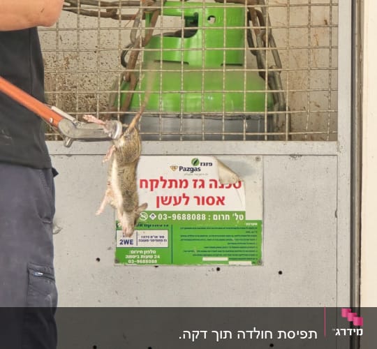 לכידת חולדה באמצעות מוט לכידה מקצועי